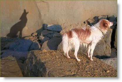 linkedin_book_coyote
